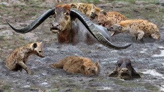 Best attack wild Epic Battle Of Hyenas vs Buffalo  Lion  Buffalo  Wild Dog  warthog  deer [upl. by Hatch]