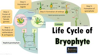 Life Cycle of Bryophyte Moss Life cycle as an example [upl. by Trever]