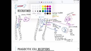 Immunology Phagocytic cells [upl. by Arul810]