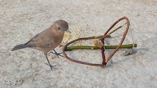 How To Make A Bird Trap Out Of Sticks Works 100  Simple Bird Trap 🐦 [upl. by Chemush257]