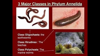 Classification of Phylum annelida [upl. by Miarzim]