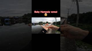 Baby hampalabarb voraci 🤯 fishing shorts pesca pescaesportiva pescaspinning thailand [upl. by Anekahs441]