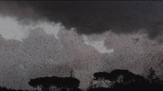 Murmuration of common starlings at dusk Rome [upl. by Nosauq]