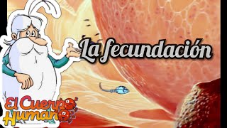 La FECUNDACION y el nacimiento  El cuerpo Humano [upl. by Alanah968]