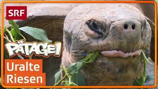 GalapagosRiesenschildkröten überleben ein Jahr ohne Nahrung  Pätagei  SRF Kids – Kindervideos [upl. by Gerc]