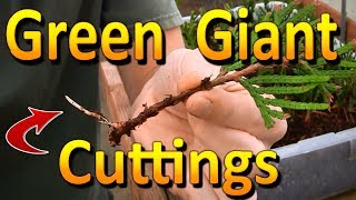 Propagating Green Giant Arborvitae  Rooting Hardwood Thuja Cuttings [upl. by Intruok]