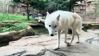 Arctic wolf 幻の白いオオカミ ホッキョクオオカミの親子展示 那須どうぶつ王国にて 2024年9月23日 [upl. by Anai270]