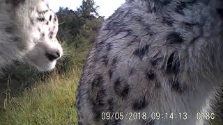 Snow leopard from China [upl. by Edvard]