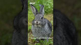 Best rabbit breeds that make awesome pets  part 1🐰 [upl. by Blackmore753]