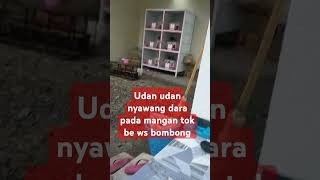 Udan udan nyawang dara pada mangan tok be ws bombong [upl. by Trumann]