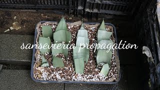 산세베리아 번식 엽삽 방법  삽목 잎꽂이 요령 sansevieria propagation [upl. by Naresh]