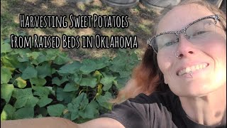 Growing Sweet Potatoes in Raised Gardens in Oklahoma  Gardening in Oklahoma [upl. by Ambrosane]