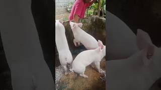 Pag aalaga ng baboy buhayprobinsya baboyangwalangamoy youtubeshorts [upl. by Cinda]