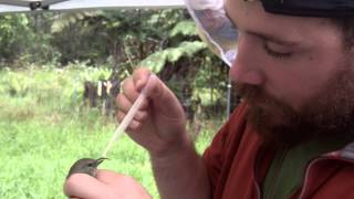 Recent HFBDP Interesting Capture  Akiapōlāau Hemignathus munroi [upl. by Tirreg975]