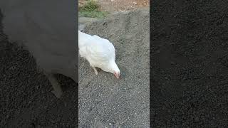 chicken pet eating sand grit 😋 [upl. by Airlee]