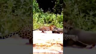 Leopard vs Rodent Unbelievable HighSpeed Hunt Caught on Camera [upl. by Nies635]