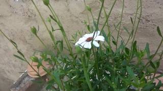 How to grow daisy bush flower plant care and tips [upl. by Ttnerb]