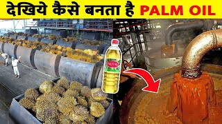 फैक्ट्री में पाम आयल कैसे बनता है How Palm Oil Is Made In Factory  Palm Oil Manufacturing In Hindi [upl. by Atteragram]