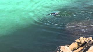 Razorbill Swimming Underwater [upl. by Tail]