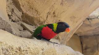 Busch Gardens Tropical Bird [upl. by Kaela585]