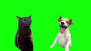 Green Screen Laughing Dog With Black Cat Zoning Out Meme [upl. by Aiyot]