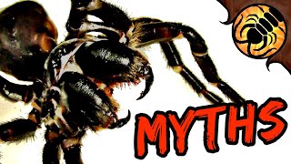 5 Funnelweb Spider MYTHS [upl. by Anar]