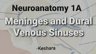 Neuroanatomy 1A  Meninges and Dural Venous Sinuses [upl. by Jodi]