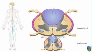 AXON Spinocerebellar Pathway Unconscious Proprioception from Foot 3 of 9 [upl. by Lekkim]