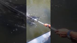 Tarariras gigante 10300kg en la represa de baigorria 10122017 [upl. by Cleve]