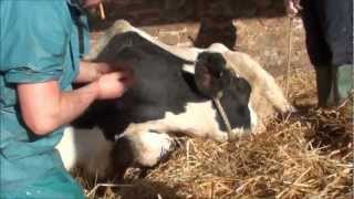 cow having a difficult calving and milk fever [upl. by Hcire]