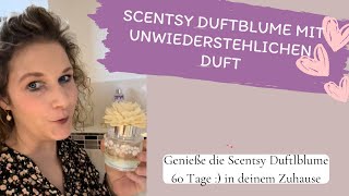 Duftblume 🌸  Raumduft  Scentsy Beraterin Deutsch [upl. by Waring]