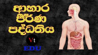 Digestive SystemAhara jeeranya padhdhathiyaආහාර ජීර්ණ පද්ධතියAhara Jirana paddathiya sinhala [upl. by Ailisec]