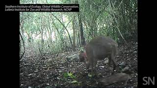 A silverbacked chevrotain is caught on camera in Vietnam  Science News [upl. by Yrohcaz760]