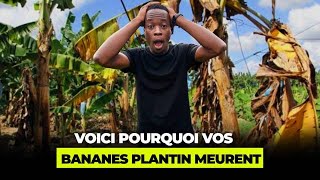 Comment bien planter la banane plantain [upl. by Abebi]