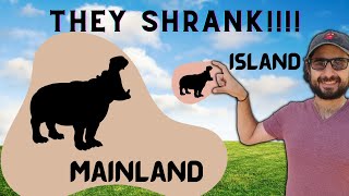 Insular Dwarfism  Why some animals shrink on islands [upl. by Ardnassela]