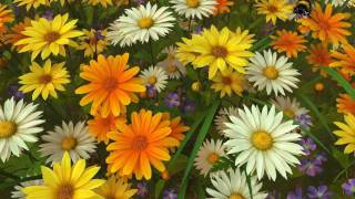 Wildflowers 3D Screensaver [upl. by Salsbury]