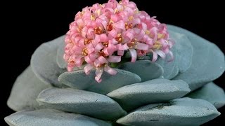 Crassula falcata  Airplane Plant [upl. by Lleder]