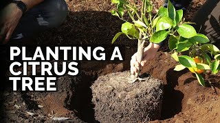 How to Plant Citrus Trees From Start to Finish COMPLETE GUIDE 🍊 [upl. by Eirrej]