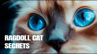 10 RAGDOLL CAT FACTS You’ll Love To Know [upl. by Giuseppe]