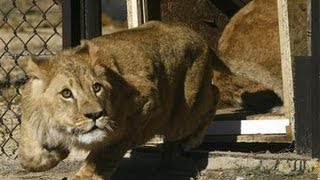 Lions rescued from Romanian zoo released into South African sanctuary [upl. by Wallace]