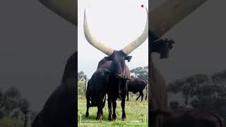 🔴 ANKOLE WATUSI ✅ Ankole Longhorn vacas toros AnkoleWatusi [upl. by Ekaterina55]