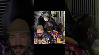 Travis The Chimp Part 2 killer chimpanzee horrorstories [upl. by Abihsat]