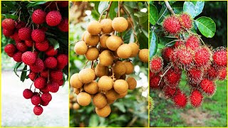 Tropical Fruit Farm Harvest  Lychee Longan Rambutan Harvesting  Amazing Agriculture Technology [upl. by Larrisa]