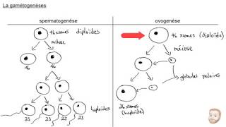 La gamétogenèse [upl. by Cavan]