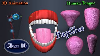 Tongue amp Papillae education [upl. by Anihc]