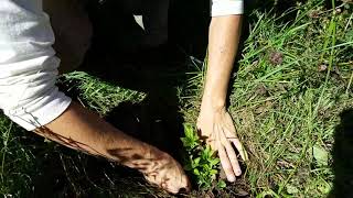 How to Plant Native Plant Plugs Directly into Sod [upl. by Imef]