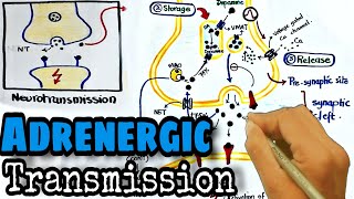 Adrenergic transmission Pharmacology  synthesis and release of norepinephrine [upl. by Azeel401]