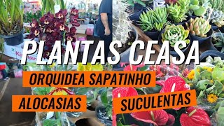 FEIRÃO DE PLANTAS NO CEASA ORQUÍDEA SAPATINHO SUCULENTAS E MUITO MAIS 🌿🌸 [upl. by Dody476]