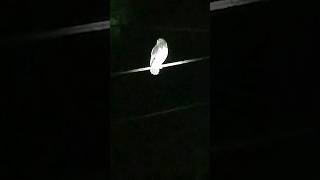 BassaChestnutbacked owletbirdowlbirdloversowletviralvideoshortvideoviralshortsrilanka [upl. by Aliehc]