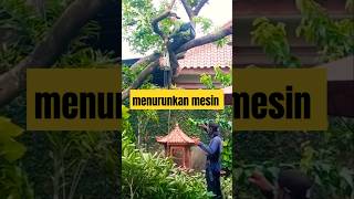 Begini cara menurunkan mesin chainsaw dari atas pohon chainsaw pekerja27 pohon [upl. by Aiza]